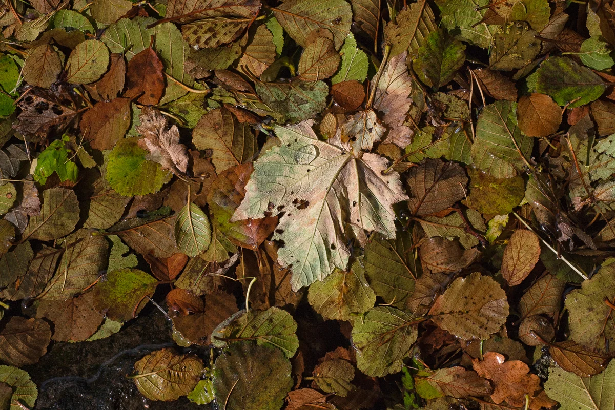 Leaves
