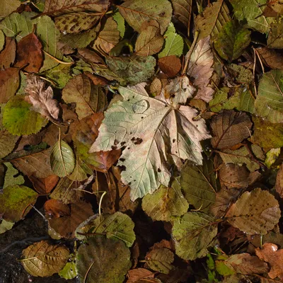 Leaves