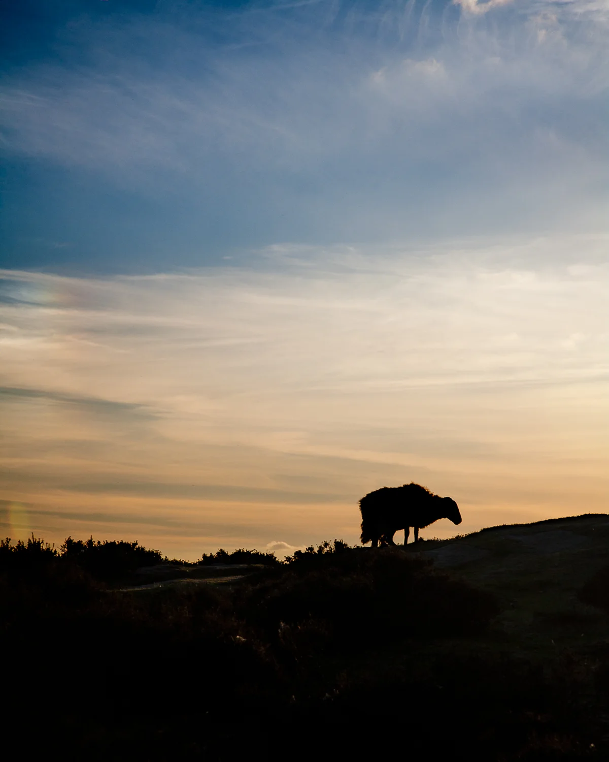 Sheepish Silhouette