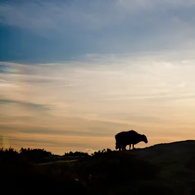 Sheepish Silhouette
