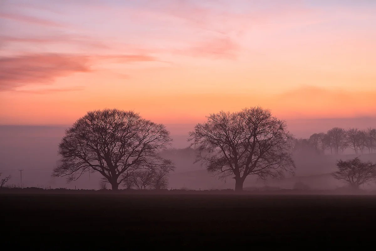 Twin Trees