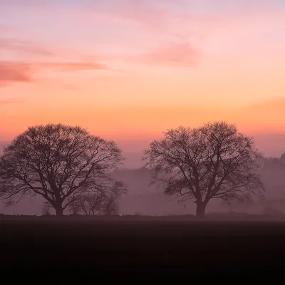 Twin Trees