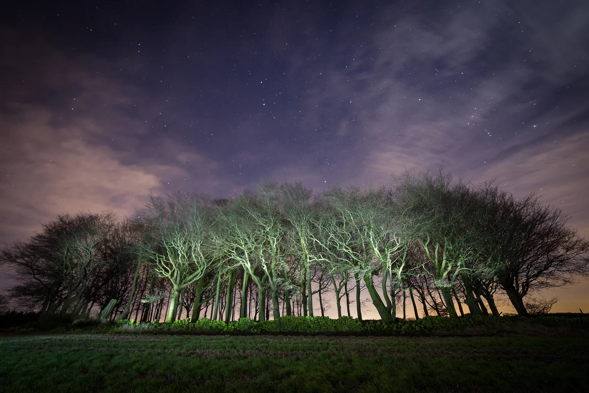 Ravensnest Copse