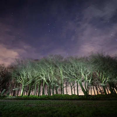 Ravensnest Copse
